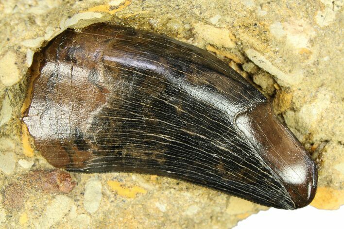 Serrated, Fossil Tyrannosaur (Nanotyrannus?) Tooth - Wyoming #294952